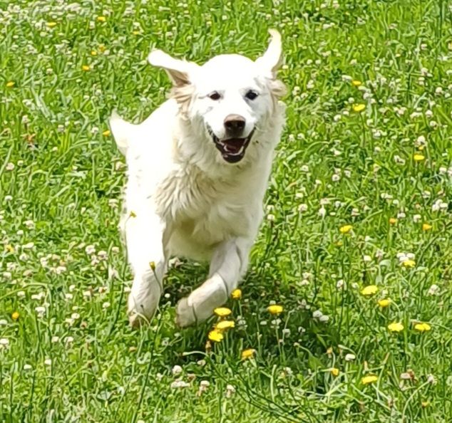 Les Golden Retriever de l'affixe Des Terres De La Marquise