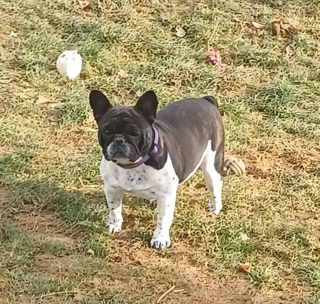 Des Terres De La Marquise - Chiot disponible  - Bouledogue français