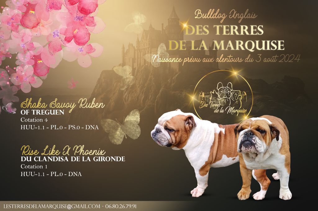 chiot Bulldog Anglais Des Terres De La Marquise