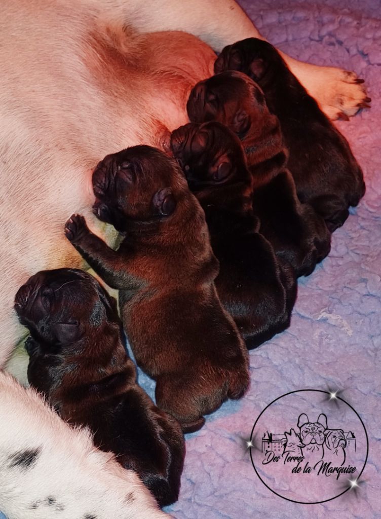 chiot Bouledogue français Des Terres De La Marquise