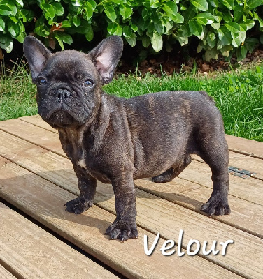 Velour ( prénom provisoire)