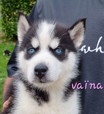 Vaïna 