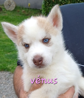 Venus