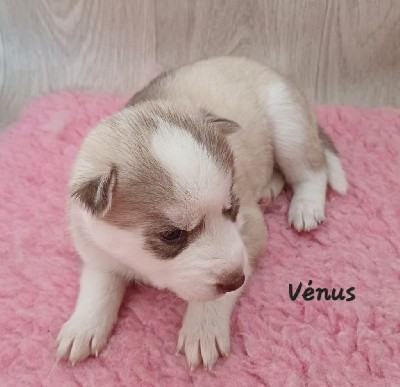 Venus