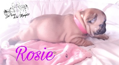 T-Rosie