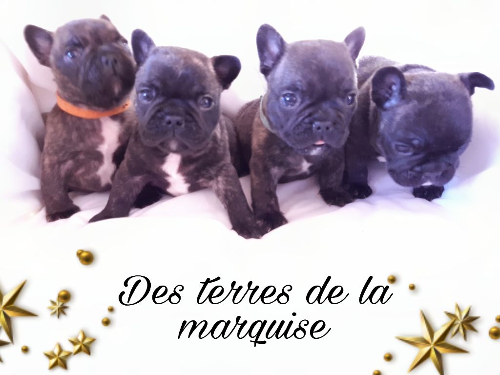 Des Terres De La Marquise - Bouledogue français - Portée née le 20/12/2021