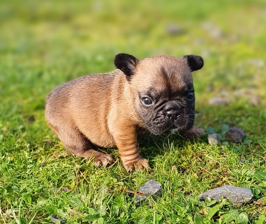 chiot Bouledogue français Des Terres De La Marquise