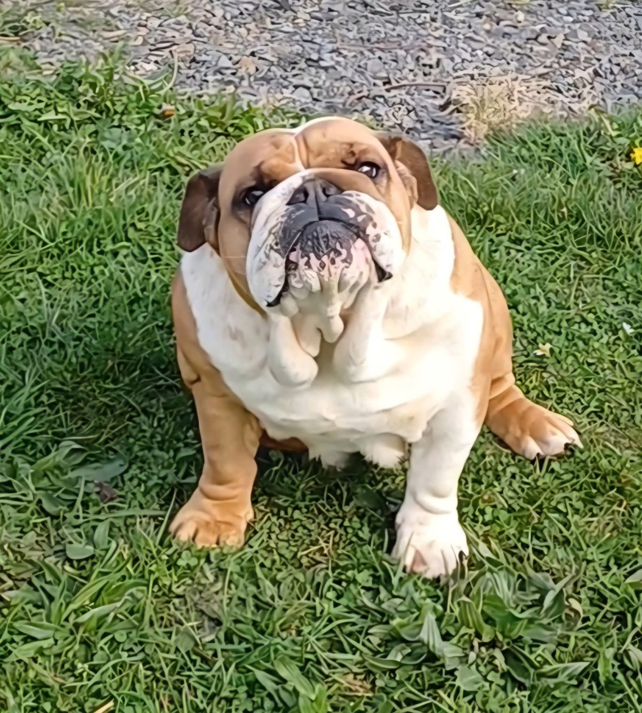 Rise like a phoenix Du Clandisa De La Gironde