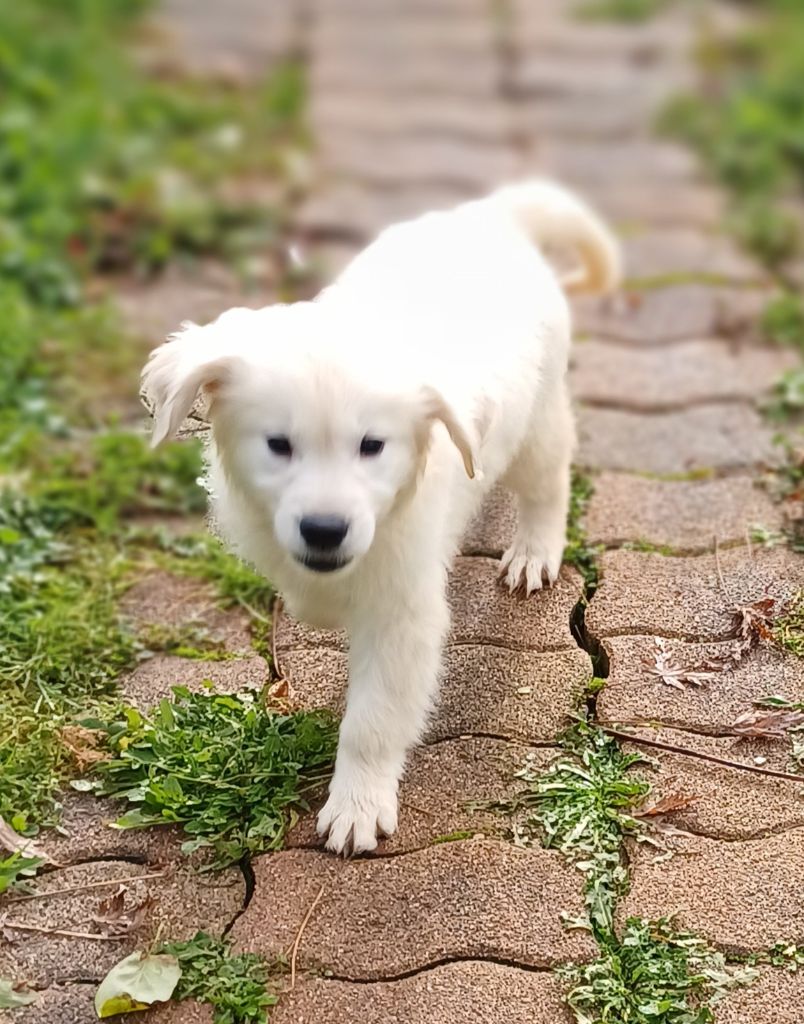 Apollon Du Souvenir De Tootsie
