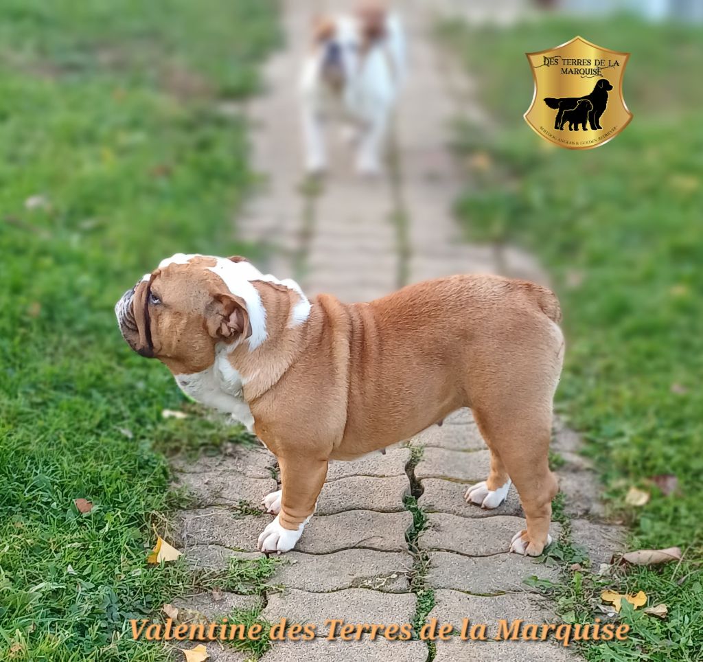 Valentine Des Terres De La Marquise