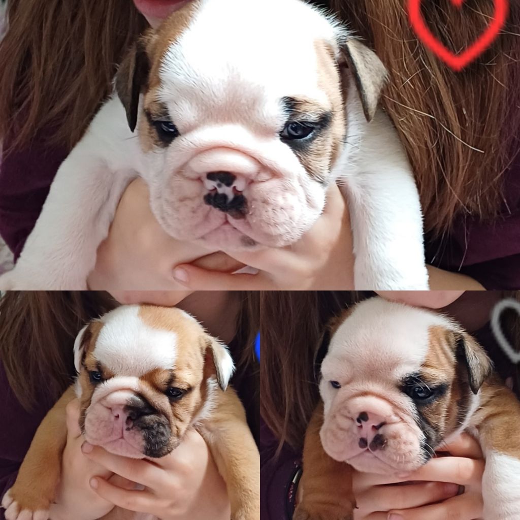 3 petits mâles bulldog anglais disponibles à la réservation 
