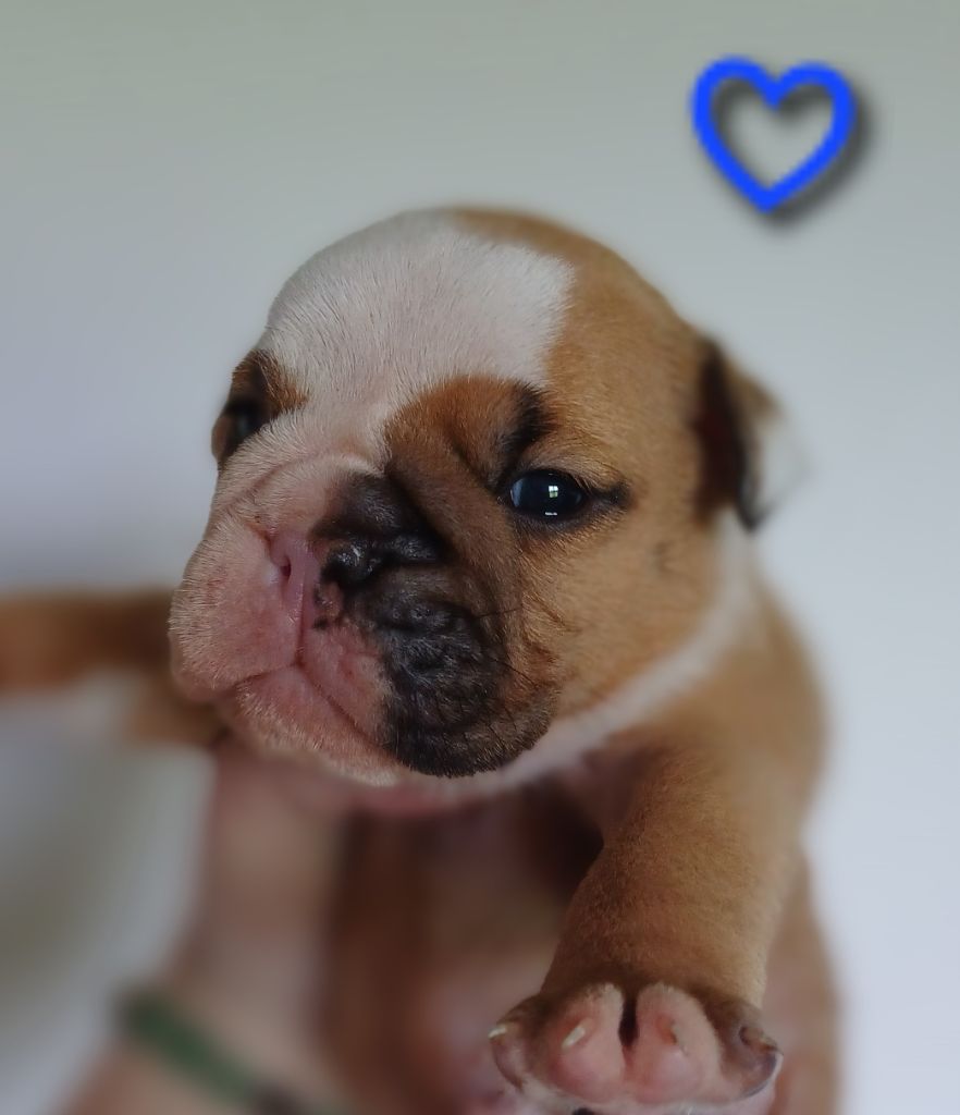 Des Terres De La Marquise - Chiots disponibles - Bulldog Anglais