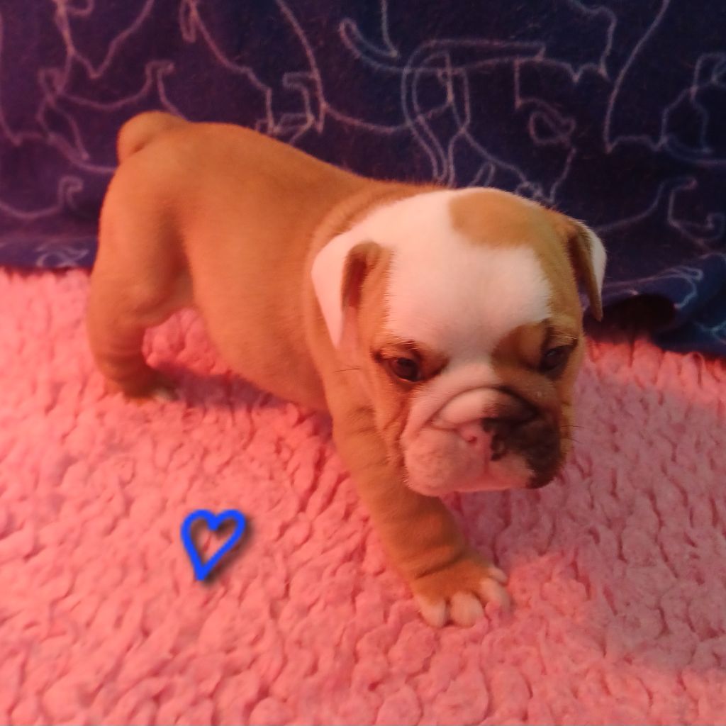 Chiot Bulldog Anglais Des Terres De La Marquise