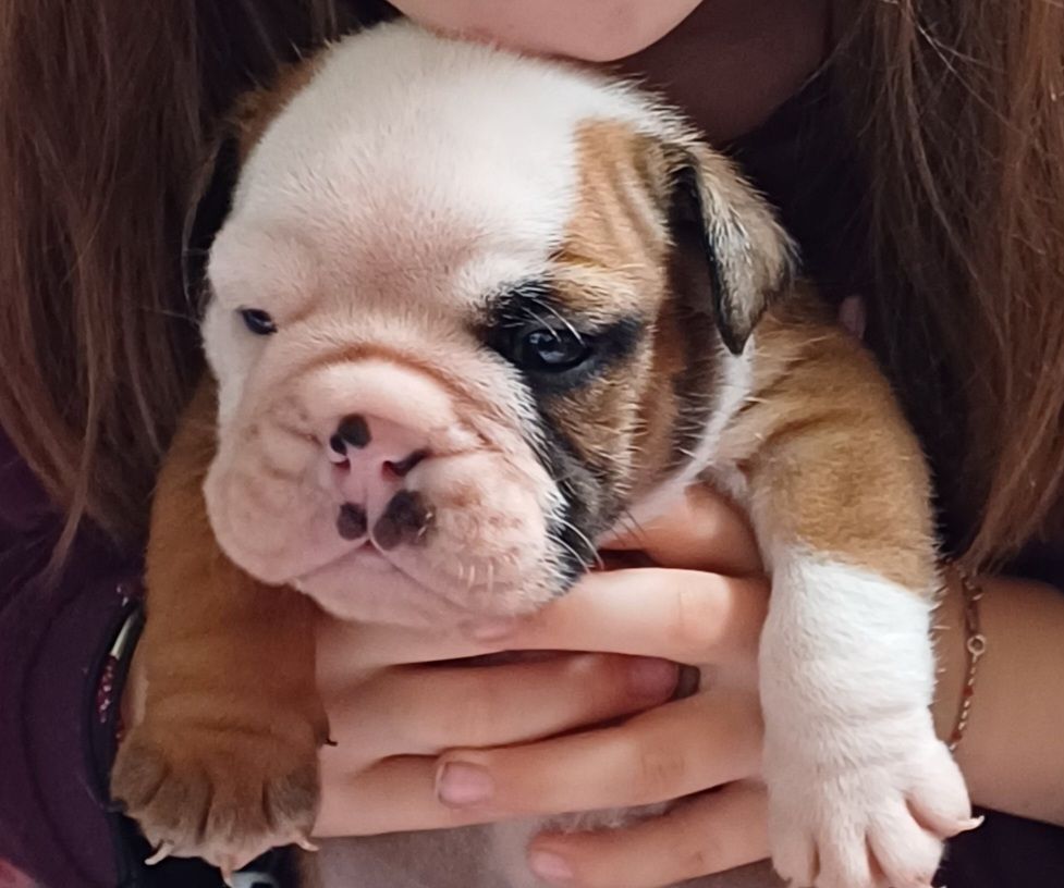 Des Terres De La Marquise - Chiots disponibles - Bulldog Anglais