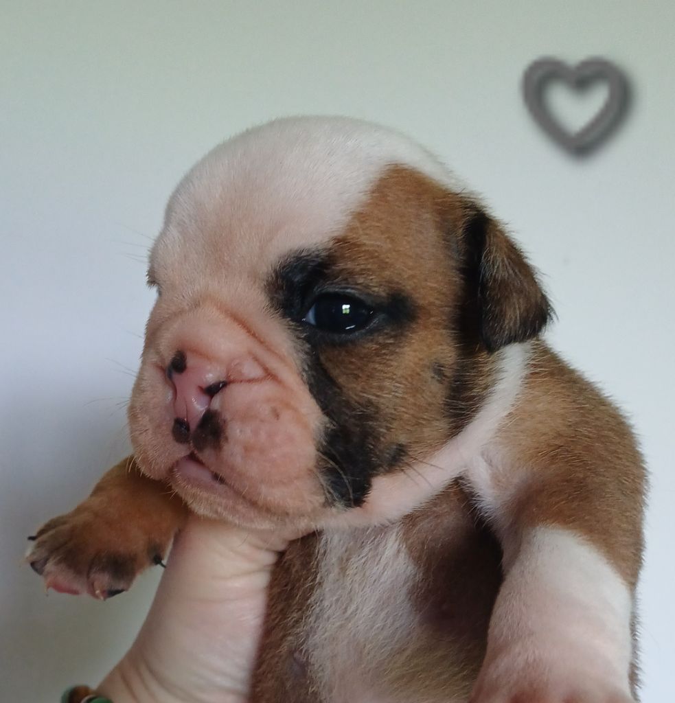 Des Terres De La Marquise - Chiots disponibles - Bulldog Anglais