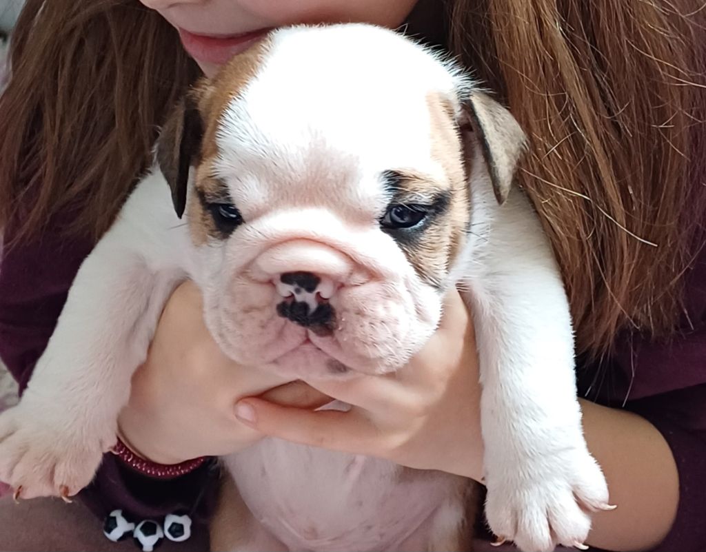 Des Terres De La Marquise - Chiots disponibles - Bulldog Anglais
