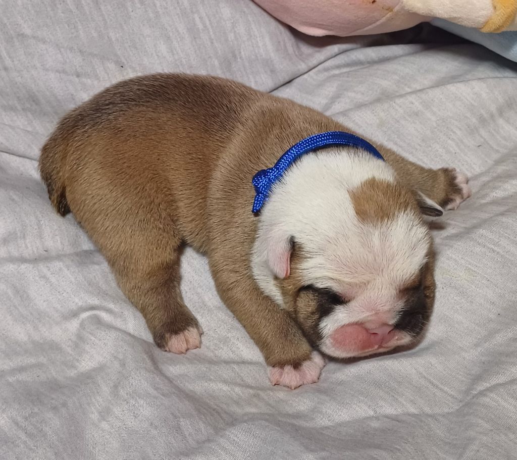 Des Terres De La Marquise - Chiots disponibles - Bulldog Anglais