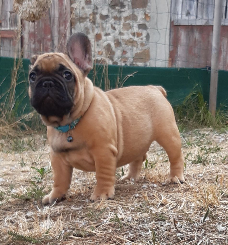 Tomy