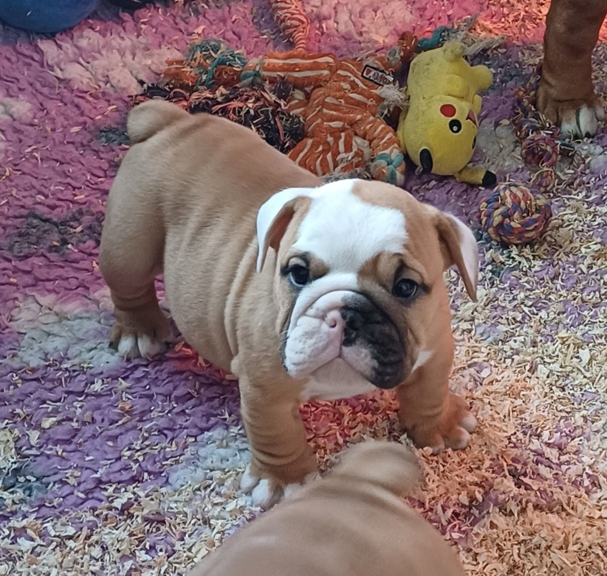 Des Terres De La Marquise - Chiots disponibles - Bulldog Anglais