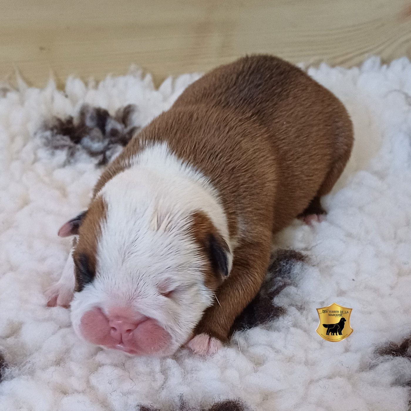 Des Terres De La Marquise - Chiots disponibles - Bulldog Anglais