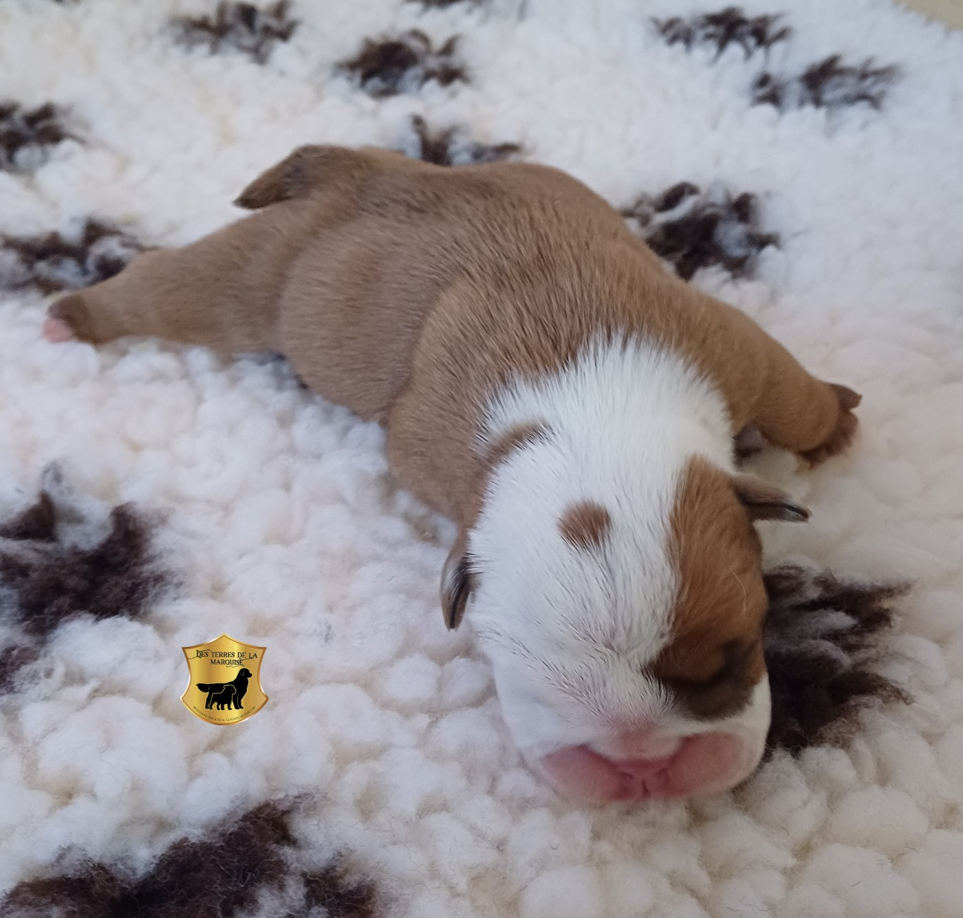 Des Terres De La Marquise - Chiots disponibles - Bulldog Anglais