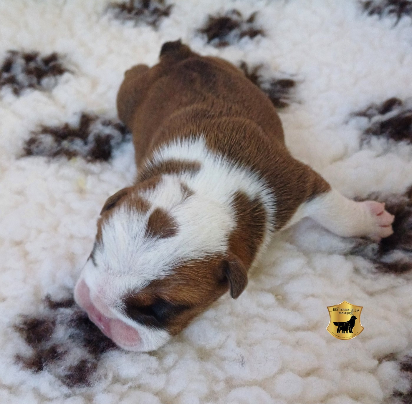 Des Terres De La Marquise - Chiots disponibles - Bulldog Anglais
