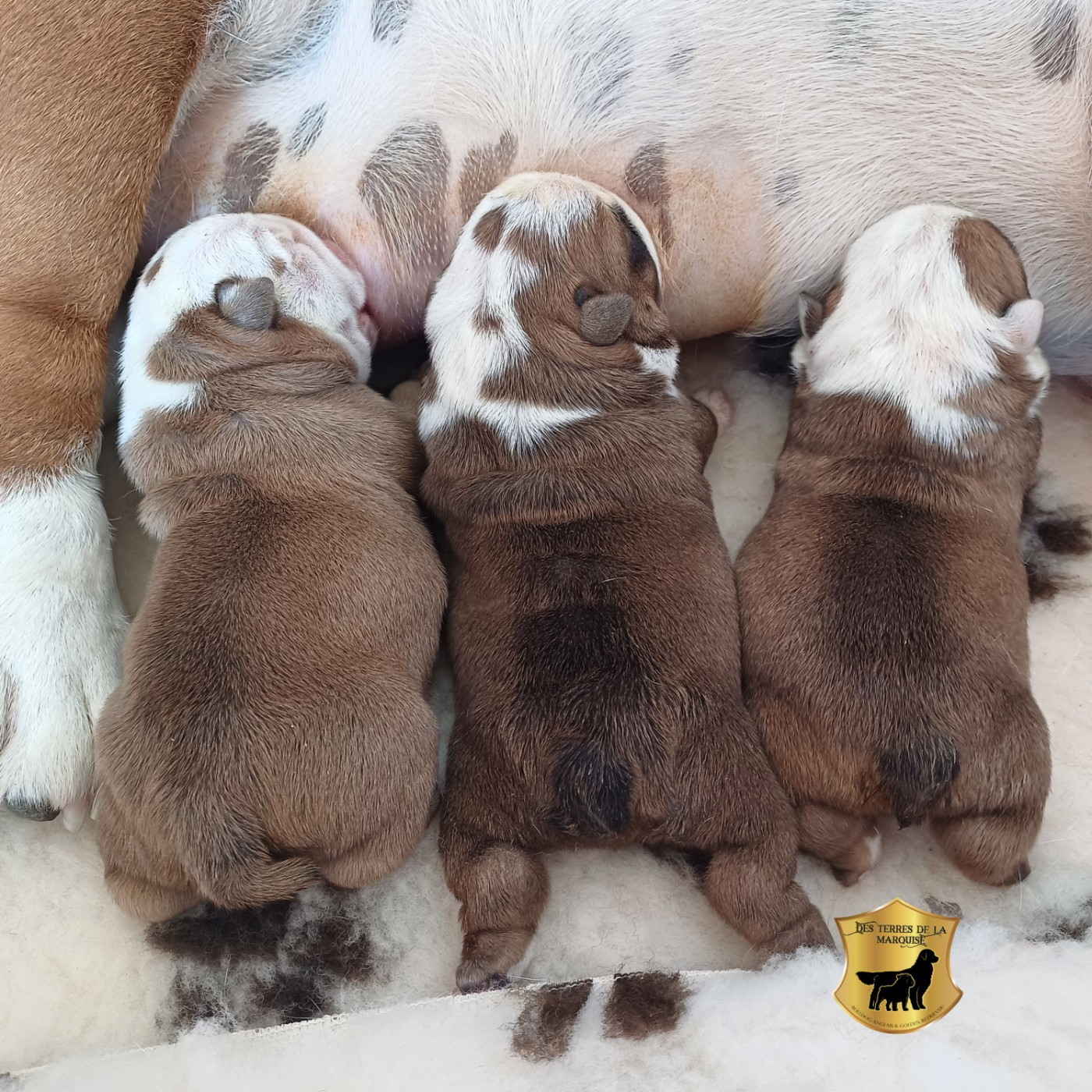 Chiot Bulldog Anglais Des Terres De La Marquise