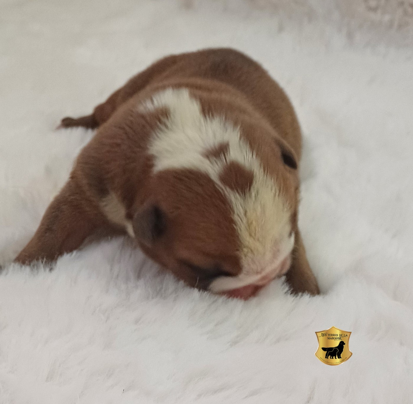 Des Terres De La Marquise - Chiots disponibles - Bulldog Anglais