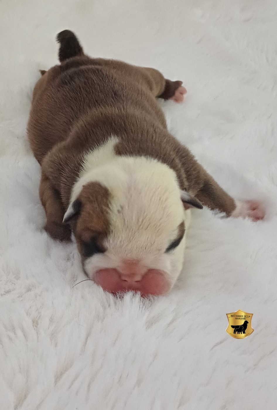 Des Terres De La Marquise - Chiots disponibles - Bulldog Anglais