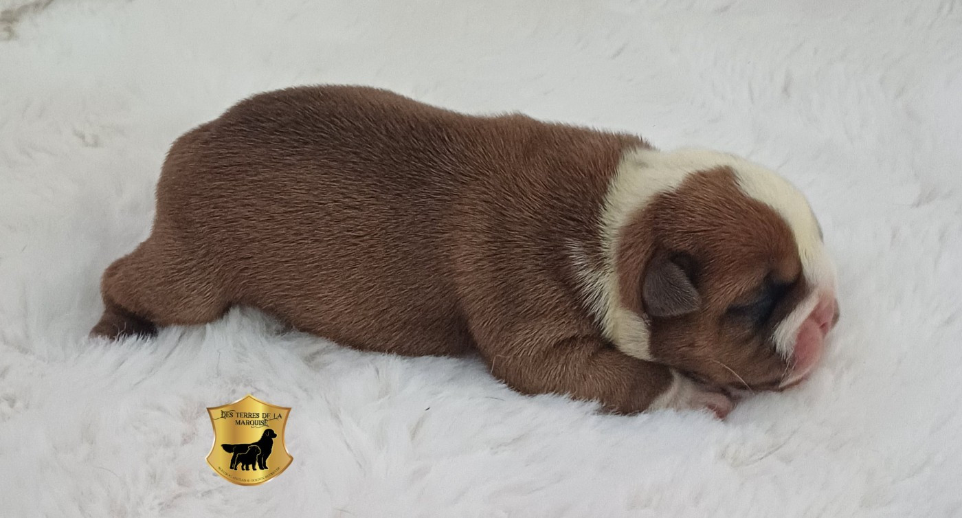 Des Terres De La Marquise - Chiots disponibles - Bulldog Anglais