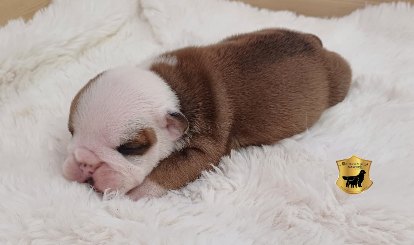 Des Terres De La Marquise - Chiots disponibles - Bulldog Anglais