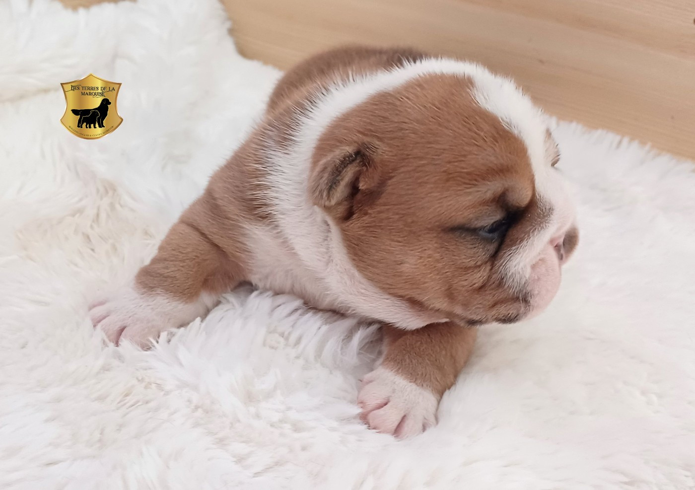 Des Terres De La Marquise - Chiots disponibles - Bulldog Anglais
