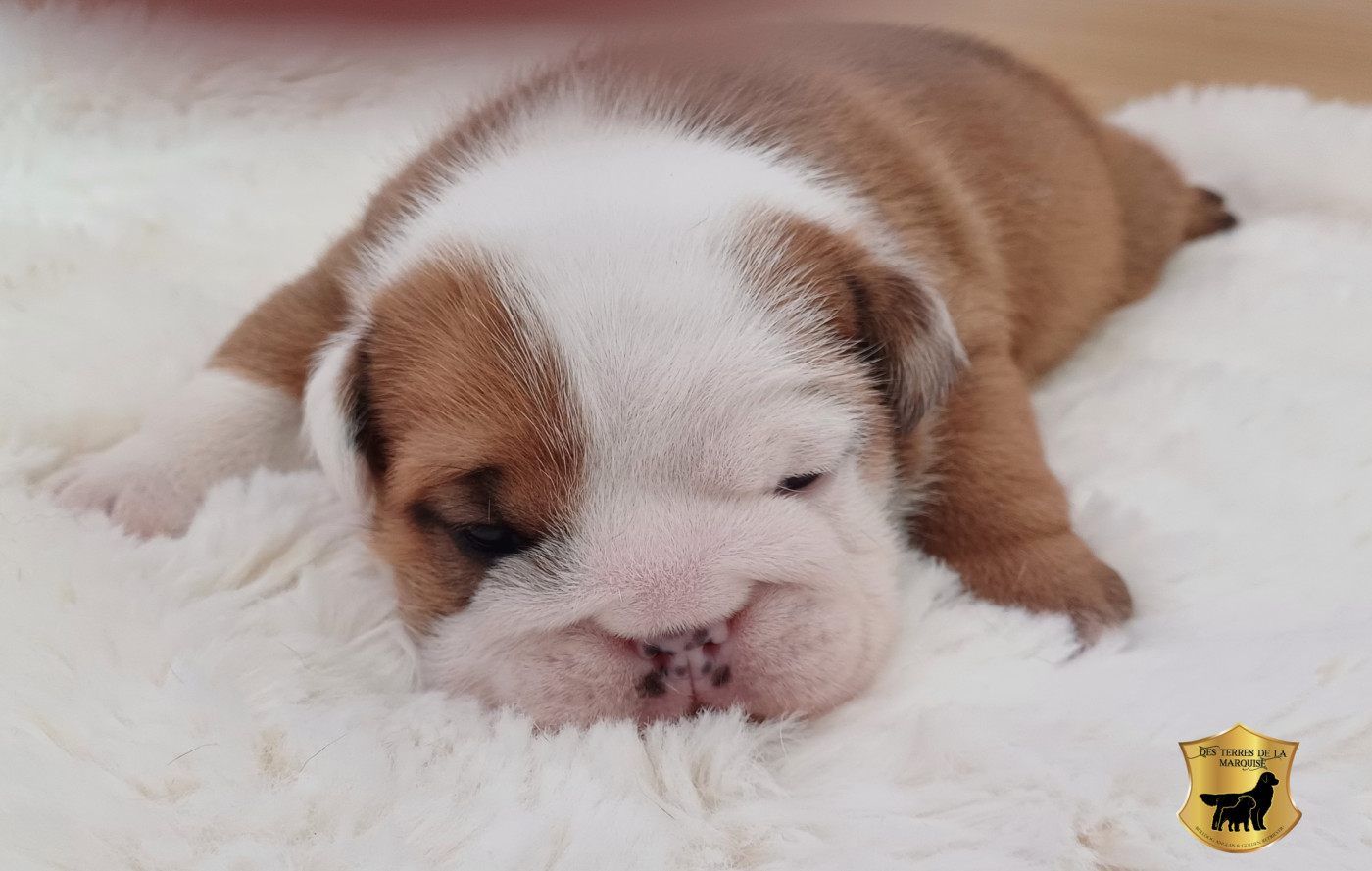 Des Terres De La Marquise - Chiots disponibles - Bulldog Anglais