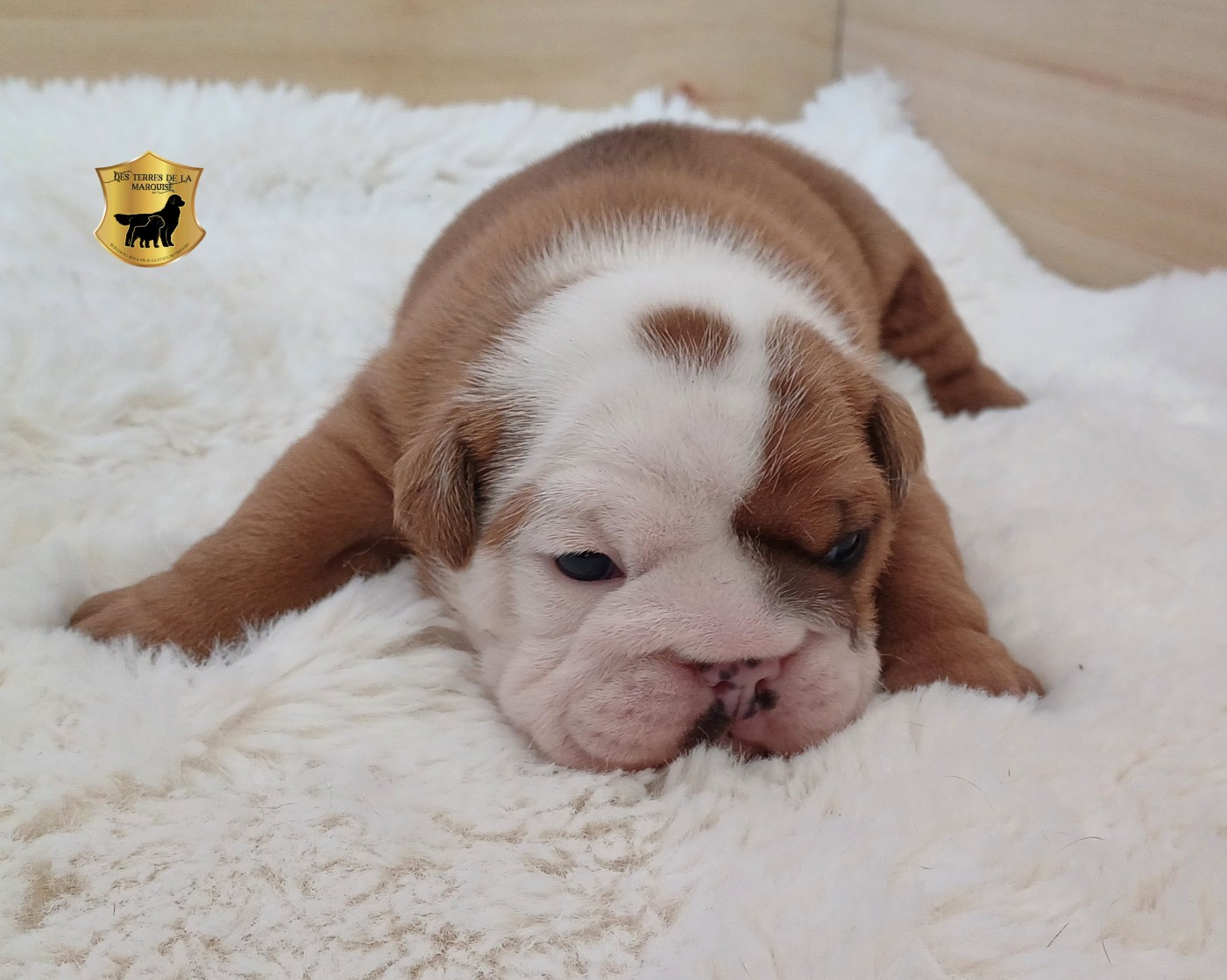 Des Terres De La Marquise - Chiots disponibles - Bulldog Anglais