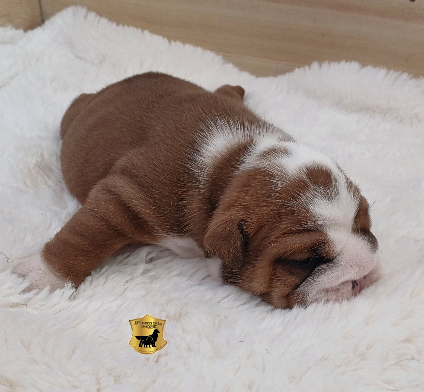 Des Terres De La Marquise - Chiots disponibles - Bulldog Anglais