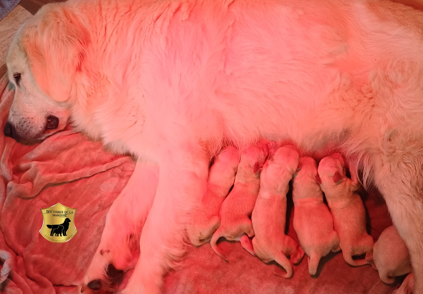 Des Terres De La Marquise - Chiots disponibles - Golden Retriever
