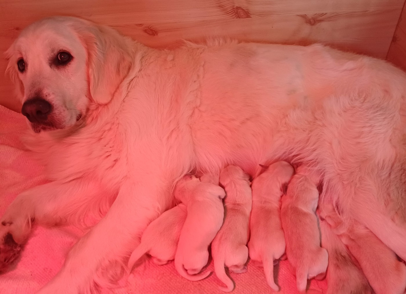 Chiot Golden Retriever Des Terres De La Marquise
