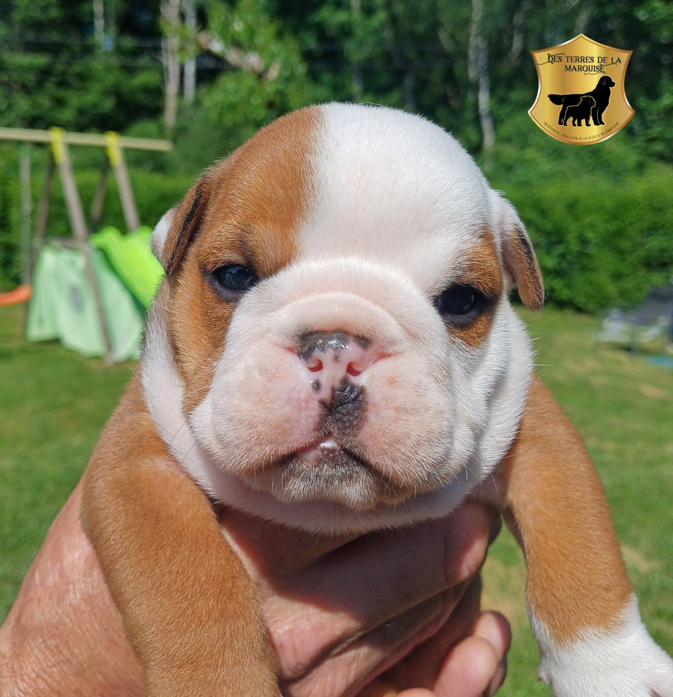 Des Terres De La Marquise - Chiots disponibles - Bulldog Anglais