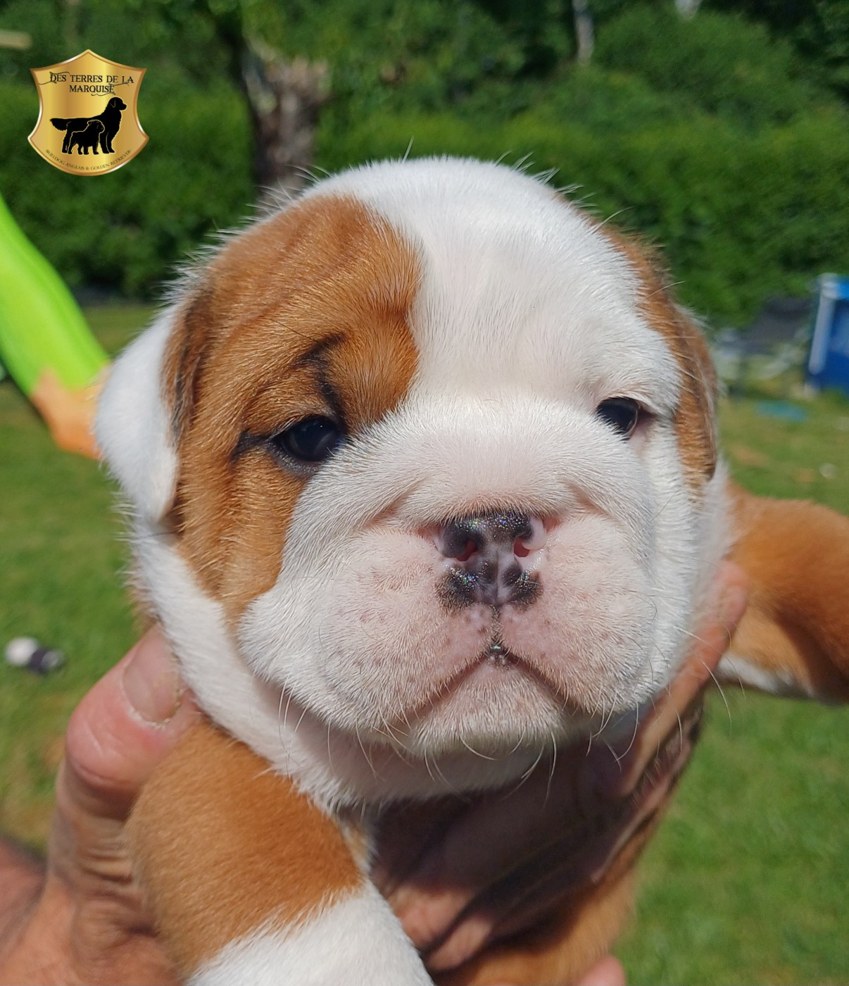 Des Terres De La Marquise - Chiots disponibles - Bulldog Anglais