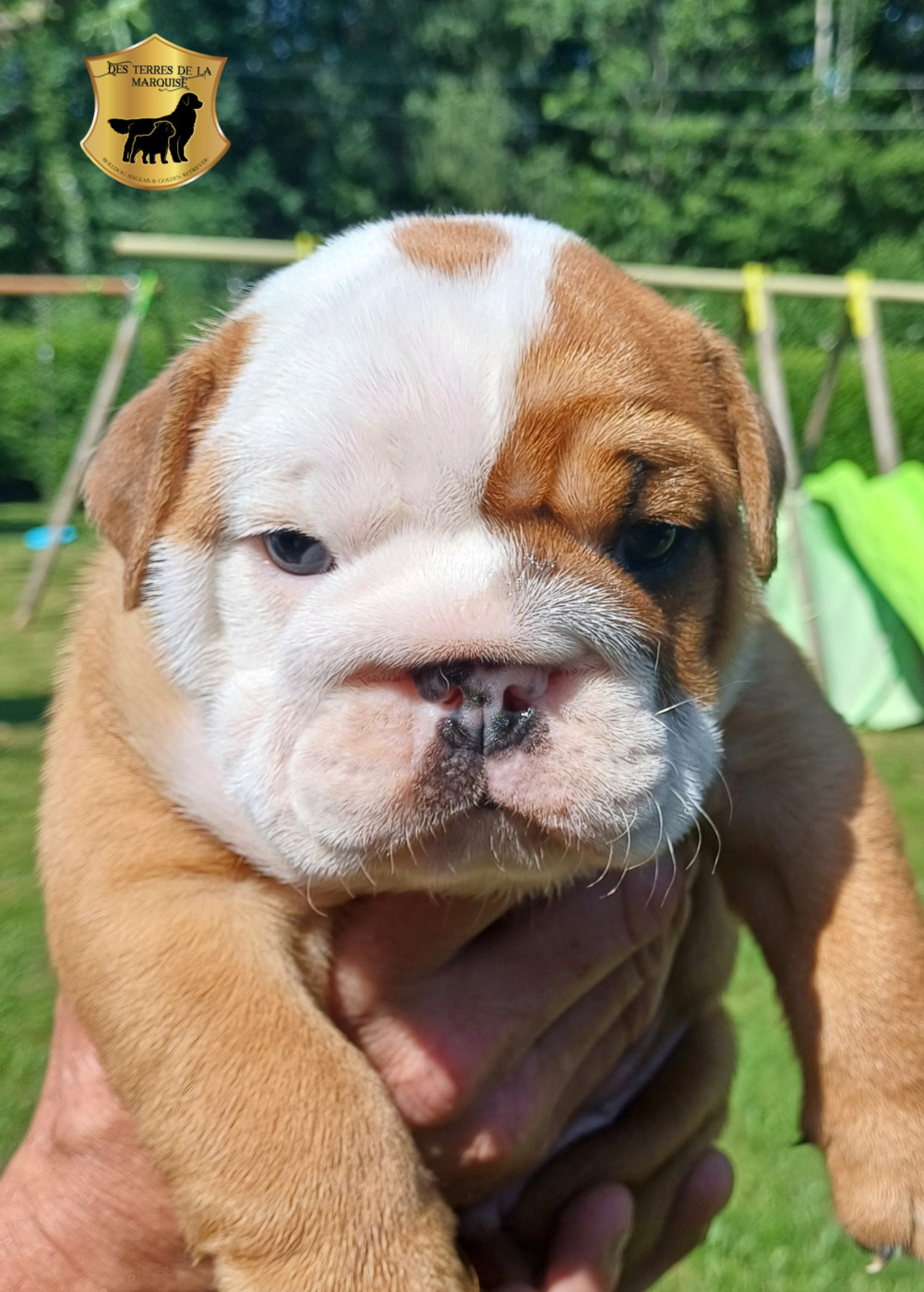Des Terres De La Marquise - Chiots disponibles - Bulldog Anglais