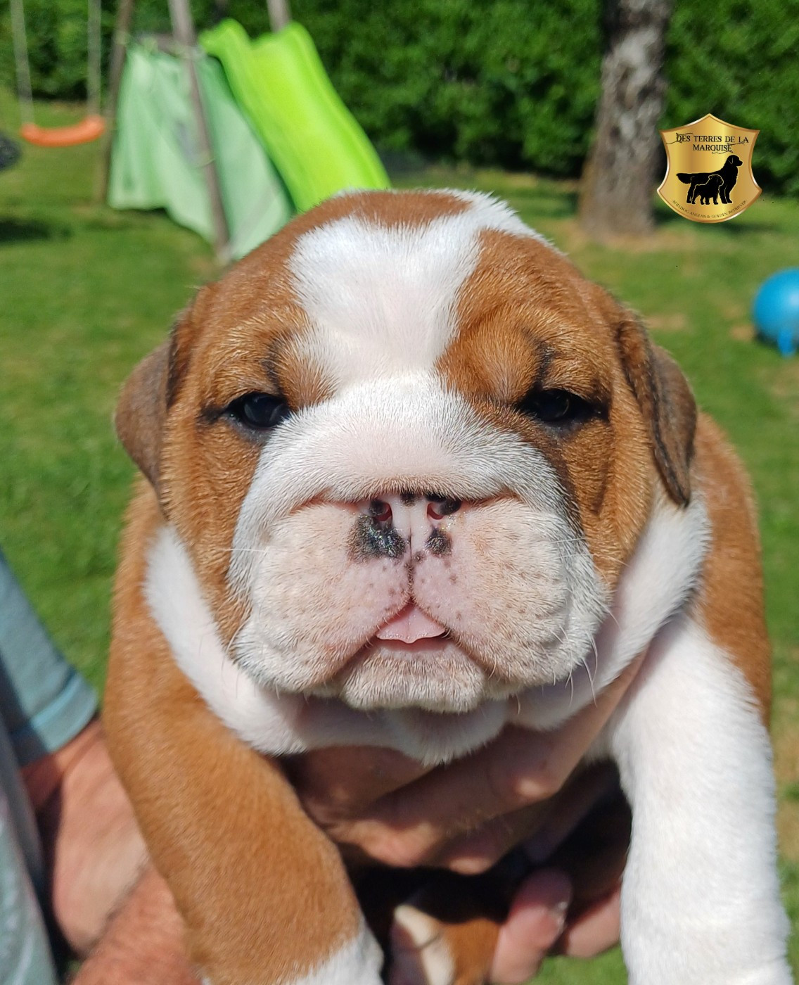 Des Terres De La Marquise - Chiots disponibles - Bulldog Anglais