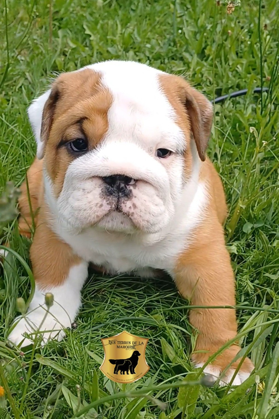 Des Terres De La Marquise - Chiots disponibles - Bulldog Anglais