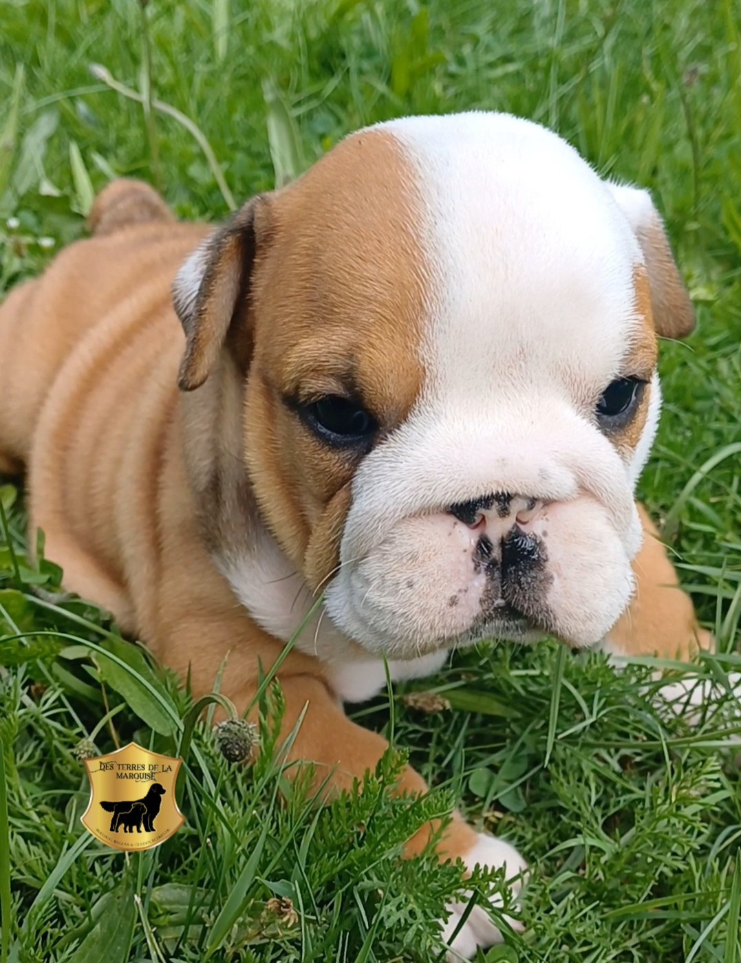 Des Terres De La Marquise - Chiots disponibles - Bulldog Anglais