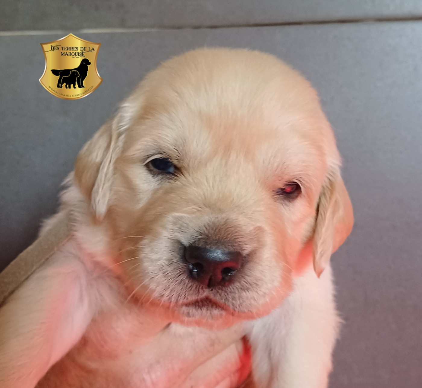 Des Terres De La Marquise - Chiots disponibles - Golden Retriever