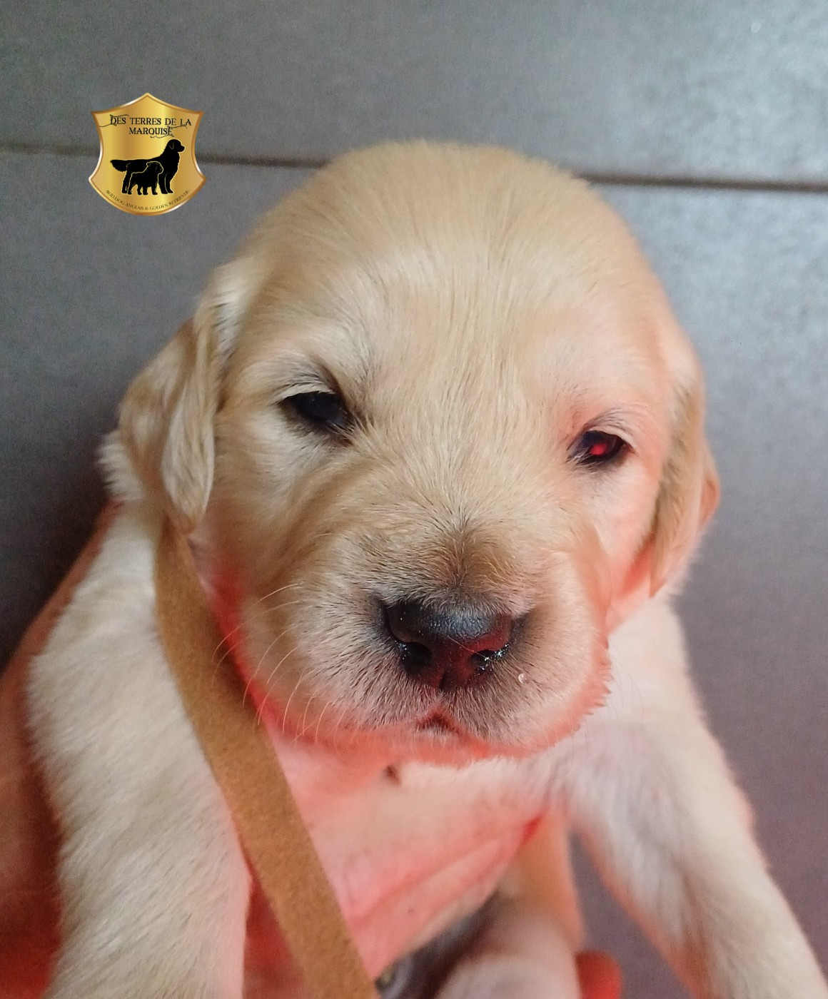 Des Terres De La Marquise - Chiots disponibles - Golden Retriever