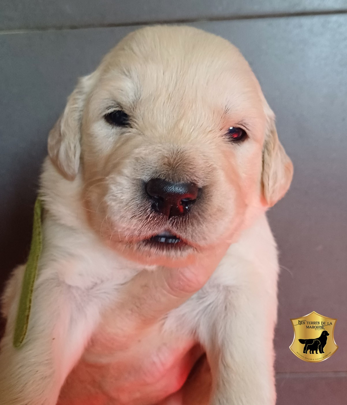 Des Terres De La Marquise - Chiots disponibles - Golden Retriever