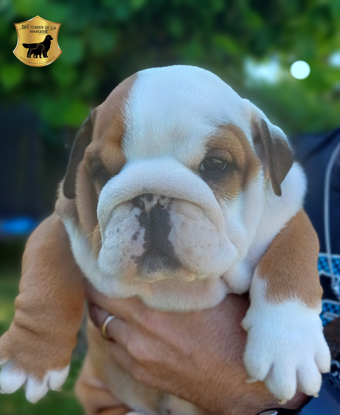 Des Terres De La Marquise - Chiots disponibles - Bulldog Anglais
