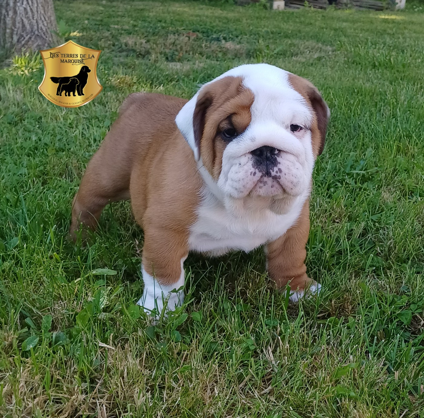 Des Terres De La Marquise - Chiots disponibles - Bulldog Anglais