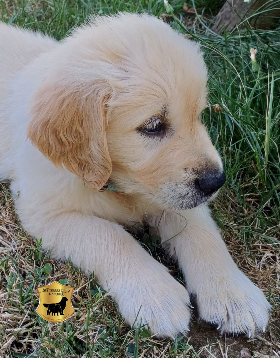 Des Terres De La Marquise - Chiots disponibles - Golden Retriever