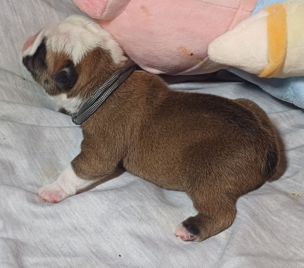 Des Terres De La Marquise - Chiots disponibles - Bulldog Anglais